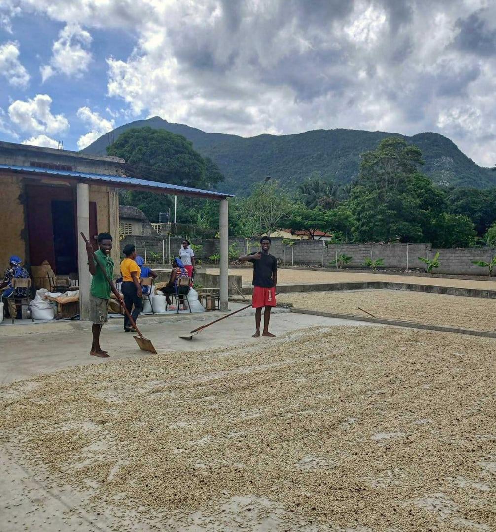 AgriFarms Global coffee cooperative in the mountains of Haiti